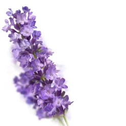 Kneipp Relaxing Lavendel Badschuim